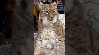 The unlikely bond between a family and a rescued lynx #animals #shortsvideo #lynx