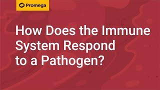 How Does the Immune System Respond to a Pathogen