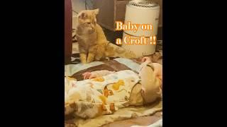 Kitten on a Croft - Baby on a Croft! #Cute Cats and Kittens #youtube shorts #Kitty #love cats