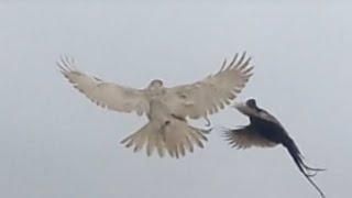 white goshawk late season pheasant hawking