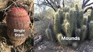 Hedgehog Cactus  |  The Varieties