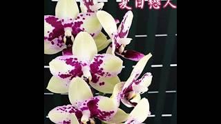 Поставочка от Miki Orchid!!!