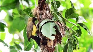 Sarang burung sogok ontong di alam liar