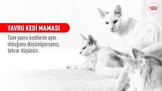 YAVRU KEDİ MAMASI | YAVRU KEDİNİZİN BENZERSİZ İHTİYAÇLARINI KARŞILAYIN #ROYALCANIN