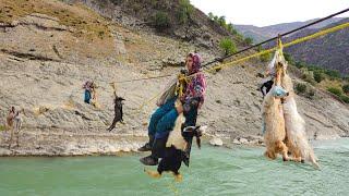 Nomadic Life: Brave Nomadic Girls Cross the River | Nomadic Girls' Dreams of Survival️