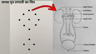 How to Draw Human Urinary System Diagram || मानव मूत्र प्रणाली का चित्र कैसे बनाएं