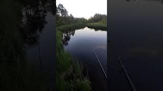 бешеный клёв  #рекомендации #природа #душакарелии #деревня #рыбалка #приколы #fishing #красота