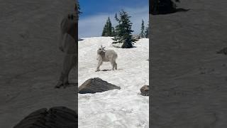 Mountain Goat Back Scratch #nature #northidaho