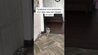 Звук, на который придёт любая кошка))