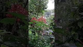 A Flower,Maria Ansay Vlog