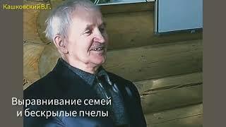 Пчелы без крыльев. Когда и зачем выравнивать пчелосемьи по силе.