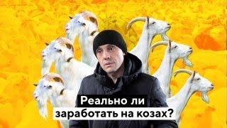 Козы на миллион: как устроена самая большая ферма в России