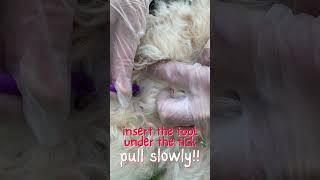 How to Remove a Tick Safely
