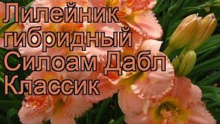 Лилейник гибридный Силоам Дабл Классик  обзор: как сажать, рассада лилейника Силоам Дабл Классик