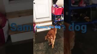 Sammy the dog