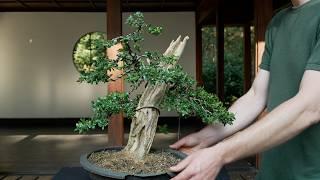 Styling and carving a Boxwood bonsai (Buxus)
