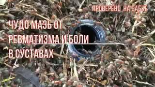 Чудо мазь из Леса от боли в суставах