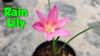 Rain Lily - One of the best low maintenance flower plant