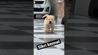 Beautiful pupp @SIKRI KENNEL #lab #puppy #labradorlove #dog #shorts #trending #love #india #beauty