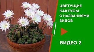 Кактусы цветут. Виды кактусов и их названия. Часть 2