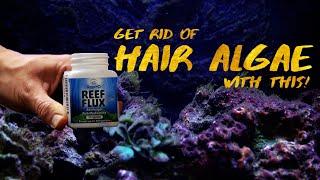 How to use REEF FLUX the RIGHT way (ELIMINATES HAIR ALGAE)