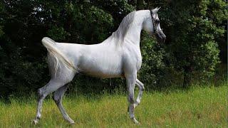 The Best Arabian Horse videos compilation | #1 | 2021 . Try not to watch it till the end