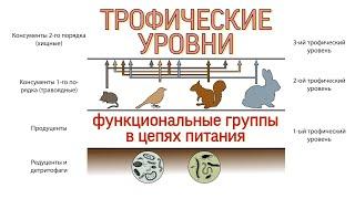 ТРОФИЧЕСКИЕ УРОВНИ И ФУНКЦИОНАЛЬНЫЕ ГРУППЫ В ЦЕПЯХ ПИТАНИЯ