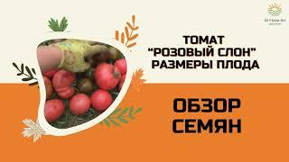 Томат "Розовый слон" обзор сорта.