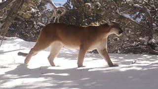 Utah Mountain Lion Search For A Mate March April 2024