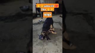 फाइट ️Pitbull vs German Shepherd MYTHS देबूनकेड #shortsfeed #youtubeshorts #ytshorts #fight