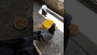 Bird's Feeding ASMR #birds #pigeon #shorts