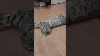 Вот так группа пирожков хитро поступают с Мелисой#красиваякошка #melisa#shortvideo #shorts #юмор