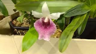 Orchid table at the October meeting.  The vanda in the back has 7 flower spikes!