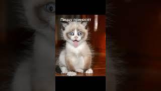 Мир сошёл с ума!!! #рекомендации #подпишись #хочуврек #cat