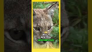 The Story of How Love and Care Transformed a Wild Lynx into a Loyal Friend #animals #cat