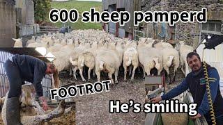 BIG SHEEP DAY...600 sheep ready for the RAMS! A day in the life