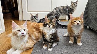 Fun and Games With Maine Coon Kittens!