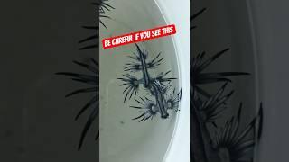 You’ll Never Guess What This Creature Can Do  #animals #facts #fish