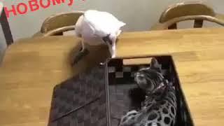 Улыбнись новому дню 