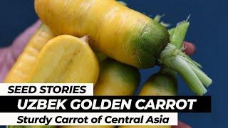 SEED STORIES | Uzbek Golden Carrot: Sturdy Carrot of Central Asia