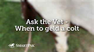 Ask the Vet - When to geld a colt