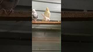 Albinoand lime pair cockatiel love bird breeding season #addiction #pet2023