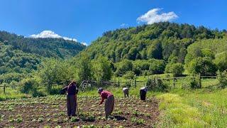 Life in the Mountains of Turkey. Hard Village Life of a Big Family.