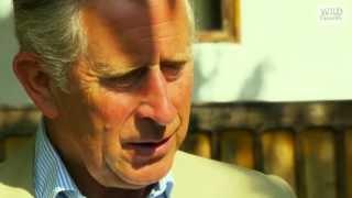 Wild Carpathia 3  Wild Forever with HRH The Prince of Wales Official YouTube Trailer