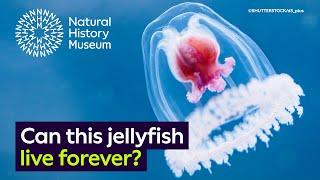 The immortal jellyfish: is it possible to live forever?