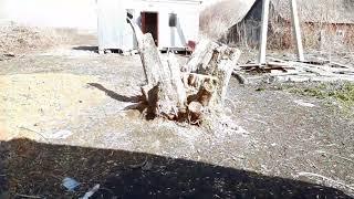 Что мы построили, на участке под свиноводство