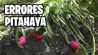 Los 5 ERRORES mas COMUNES en el CULTIVO de la PITAHAYA | La Huerta de Ivan