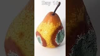 Pear Time Lapse #shorts