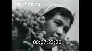 1971г. совхоз Шахринав. Таджикистан