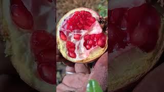 Pomegranate #pomegranate #farming #villagelife